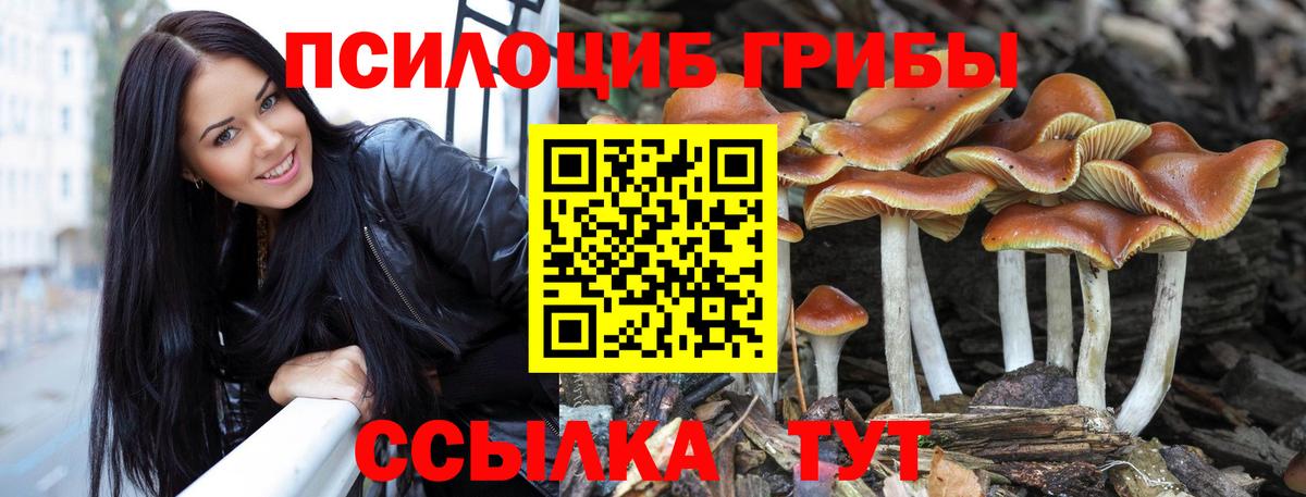 Псилоцибиновые грибы Psilocybine cubensis  Вход с VPN  цены   Черногорск 